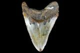 Fossil Megalodon Tooth - North Carolina #119425-1